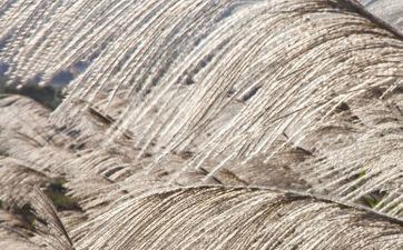 8月2日是什么星座