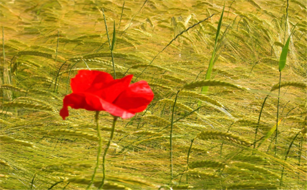 生辰八字算命姻缘