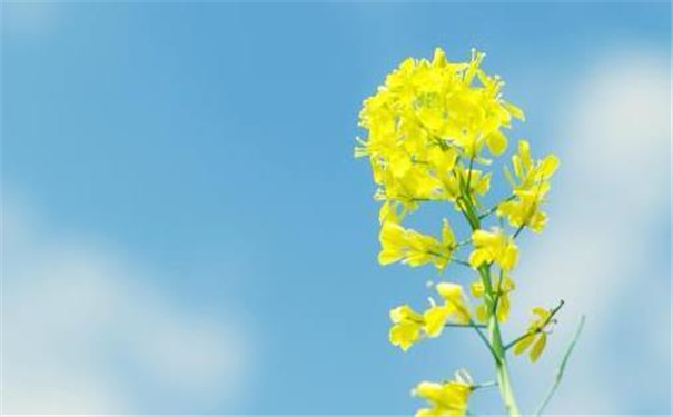 精神分裂的八字