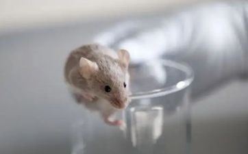 九月成婚黄道好日子2024年属鼠