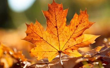 2024年秋分烂桃花扎堆的星座 躲都躲不掉