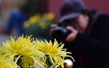 寒露是成婚好日子吗 2024年10月8日成婚日子怎么