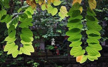 处暑合适开业吗 2024年阴历七月十九是开业好日子吗