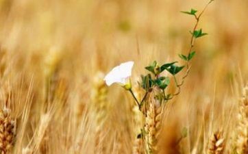 2024年6月5日芒种是黄道吉日吗 这天时辰吉凶查询