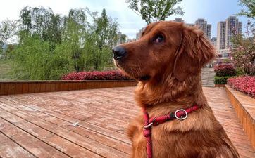 2023年9月合适属相属狗人的谢土黄道好日子