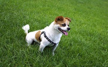 2024年属狗人1月入宅黄道好日子 上等搬家日子 2024年属狗人1月入宅黄道好日子 上等搬家日子