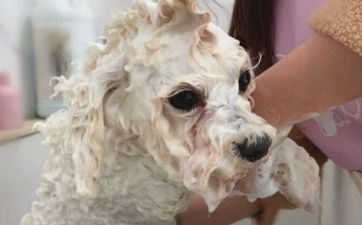 2023年属狗搬迁好日子吉时相关内容