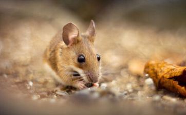 2024年合适搬迁的属相是什么属相 属鼠的人2024合适搬迁吗