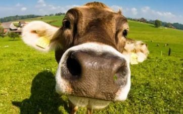 免费择吉：属相属牛人搬迁好日子2023年10月最佳时刻