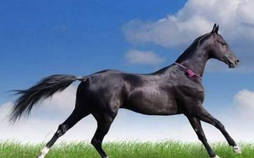 2024年阴历一月属相属马提车最佳日期 最佳提车好日子 2024年阴历一月属相属马提车最佳日期 最佳提车好日子