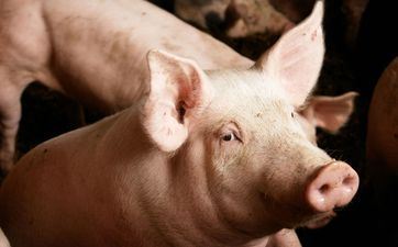 属猪人2024年5月搬迁日期 哪几天入新居最好 属猪人2024年5月搬迁日期 哪几天入新居最好