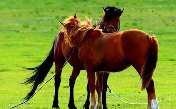 入宅择日 2024年正月属马最好的入新宅日子 入宅择日 2024年正月属马最好的入新宅日子