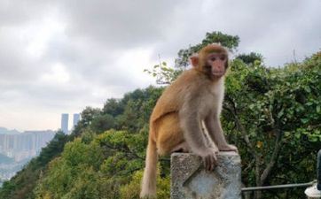 2024年阴历二月合适属猴提亲的好日子