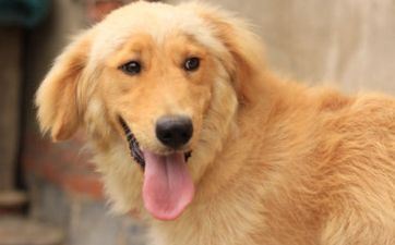 搬家老黄历 属相狗2024年7月最佳搬家日期