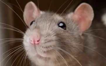 2024年合适属鼠成婚的日子有哪几天(2024年属鼠成婚好不好)