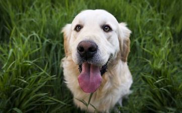 2023属狗搬迁好日子查询表(2023年属狗搬迁好日子一览表)