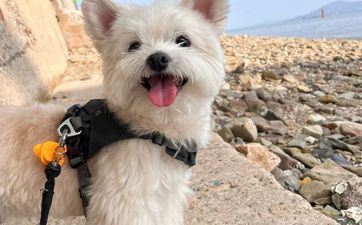 1982年属狗人什么时候能成婚 94年属狗女姻缘