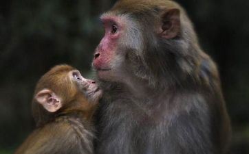 属猴人2023年12月哪几天宜提车 属猴人2023年12月哪几天宜提车