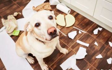 2024年3月属狗成婚最好的日子 最佳办酒席日子 2024年3月属狗成婚最好的日子 最佳办酒席日子