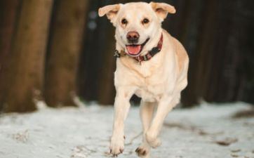 立碑好日子查询2023年 70年属狗人本年的运势