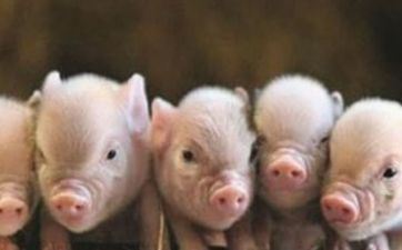 订亲择吉 属相猪2024年11月宜订亲大好日子 订亲择吉 属相猪2024年11月宜订亲大好日子