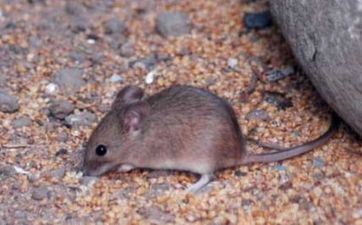 属相鼠2023年最佳领证日期 合适领证的大吉日子 属相鼠2023年最佳领证日期 合适领证的大吉日子