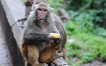 2023年属猴人开业好日子 属猴大富大贵的好日子出世