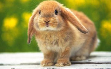 提车择吉:2024年11月属兔的提新车黄道吉日一览表