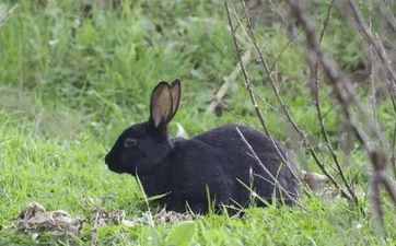 2023年属兔人合适搬迁吗 2023年属蛇搬迁好日子
