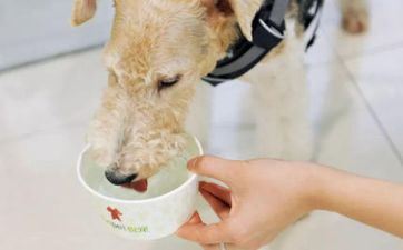 2023年阴历九月属相属狗提车最佳日期