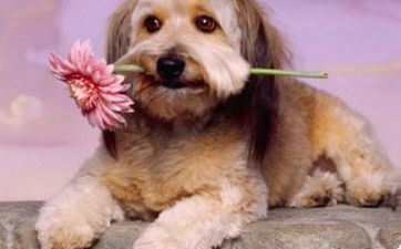 属狗人2024年开业好不好 属相狗2024年能开业吗