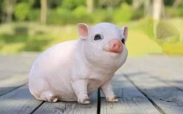 2023年属猪人8月合适装饰的好日子