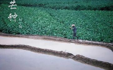 2024年芒种出世的宝宝好吗 家境富裕且财气盈满