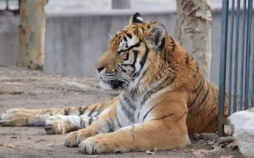 2023年阴历10月属虎搬迁好日子