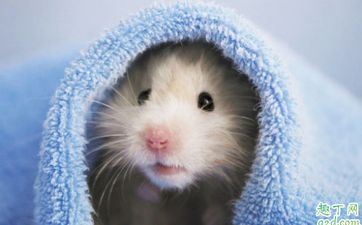 2024年5月属相鼠宜出行日子 最吉利的外出好日子 2024年5月属相鼠宜出行日子 最吉利的外出好日子