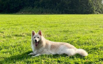 2024年6月订亲黄道好日子查询 属狗人2024年6月订亲提亲好日子查询