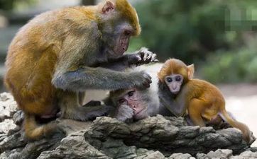 2023年装饰开工好日子全网保藏 属猴女见不得他人好