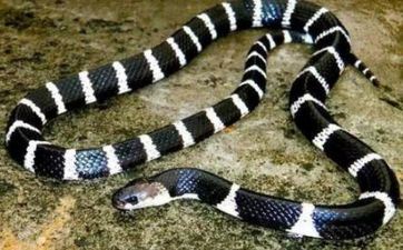 2024年3月属蛇者成婚好日子 最佳嫁娶黄道吉日