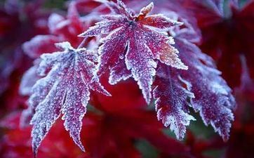 属相蛇2023年腊月开业好日子 2023年腊月开业黄道好日子