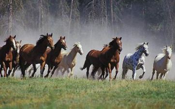 2023年属马的几月份搬迁好 属马搬迁好日子查询 2023年属马的几月份搬迁好 属马搬迁好日子查询