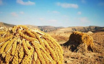 2024年芒种后九霄走运怎样算 走运芒种后九霄算芒种当天吗