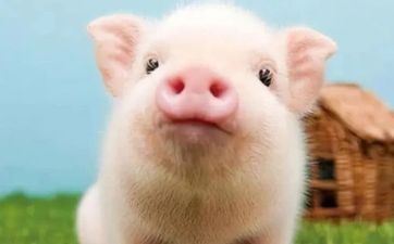 2024年4月属相猪最好的出行日子 最佳外出好日子