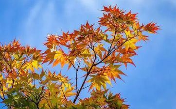 2024年立秋买车适宜吗 能提车吗