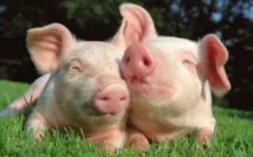 开业择吉 属相猪2024年5月开业吉利的日期