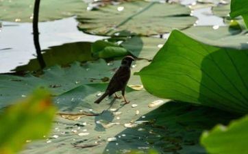 2024年夏至前后成婚气候暖吗? 成婚挑选好日子习俗