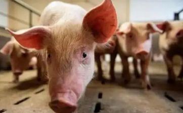 2023年属猪的领证好日子 属猪的2023年九月成婚好日子