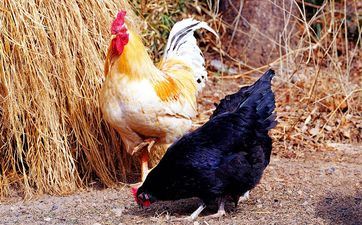 2023年属鸡的什么时候装修好 2023年属鸡人最佳的入宅好日子