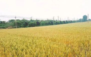 2024年6月5日芒种开业好不好 倒闭吉祥吗