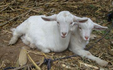 2024年11月属相羊搬迁黄道吉日 搬新家好日子