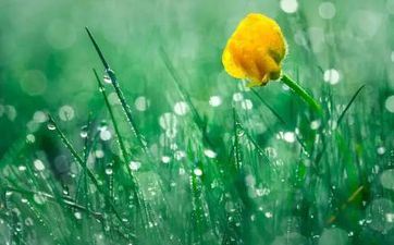 2024年谷雨会下雨吗 依据当地气候改变 2024年谷雨会下雨吗 依据当地气候改变